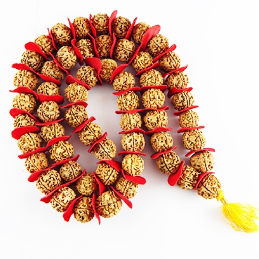 Kanthi Mala- 5 Face Napali Rudraksha