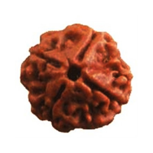 Picture of Four (4) Face (Mukhi) Nepali Rudraksha (Small)