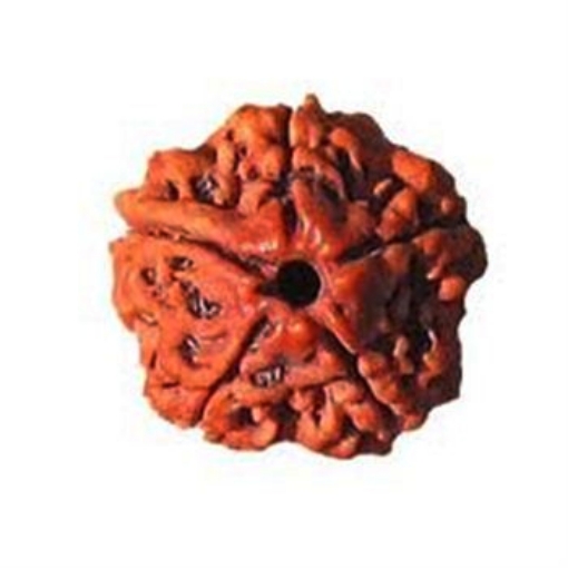 Picture of Five (5) Face (Mukhi) Nepali Rudraksha Beads (Small)