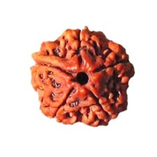 Picture of Five (5) Face (Mukhi) Nepali Rudraksha (Medium)