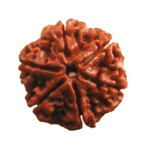 Picture of Six (6) Face (Mukhi) Nepali Rudraksha (Medium)