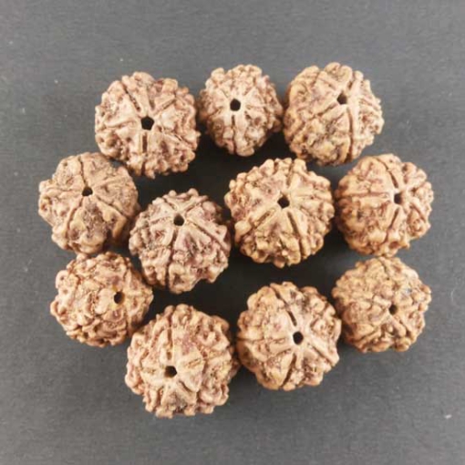 Rudraksha Beads Nepali Loose