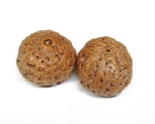 Nine Mukhi Rudraksha