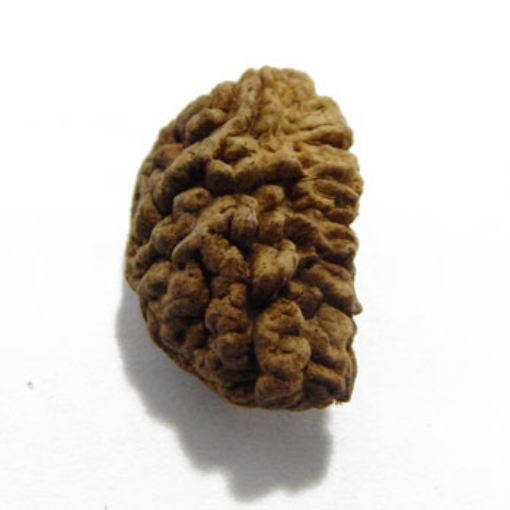 One Mukhi (Face) Rudraksha