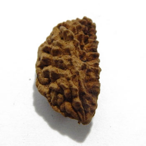 One Mukhi (Face) Rudraksha