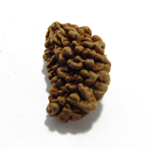 One Mukhi (Face) Rudraksha