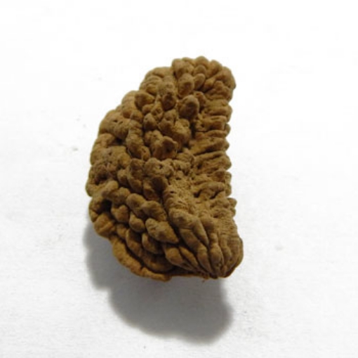 One Mukhi (Face) Rudraksha