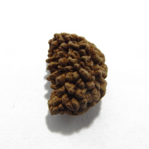 One Mukhi (Face) Rudraksha