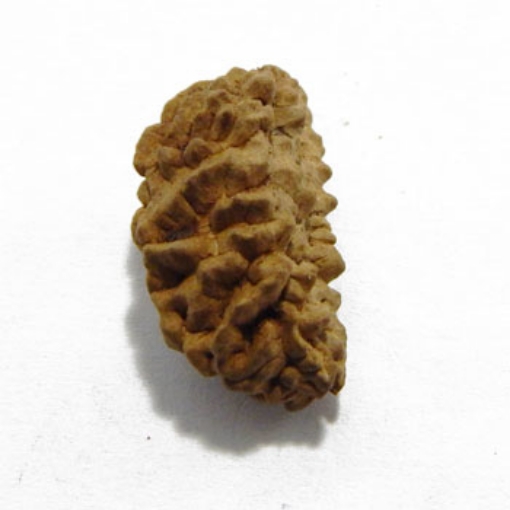 One Mukhi (Face) Rudraksha