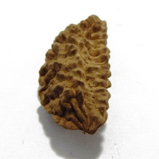 One Mukhi (Face) Rudraksha