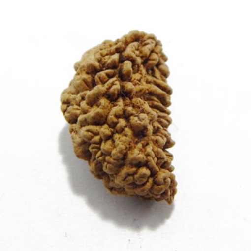 One Mukhi (Face) Rudraksha