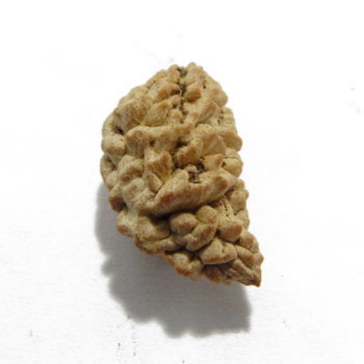 One Mukhi (Face) Rudraksha