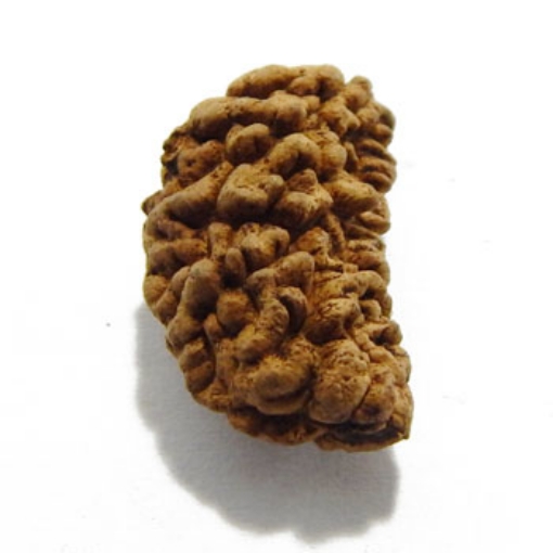 One Mukhi (Face) Rudraksha