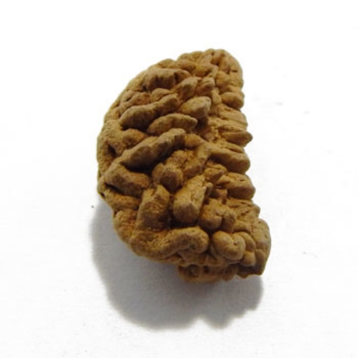 One Mukhi (Face) Rudraksha