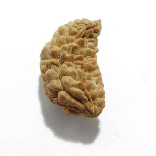 One Mukhi (Face) Rudraksha