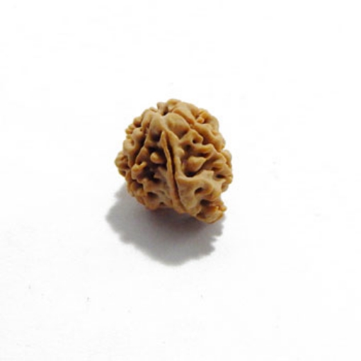 Ganesh Rudraksha