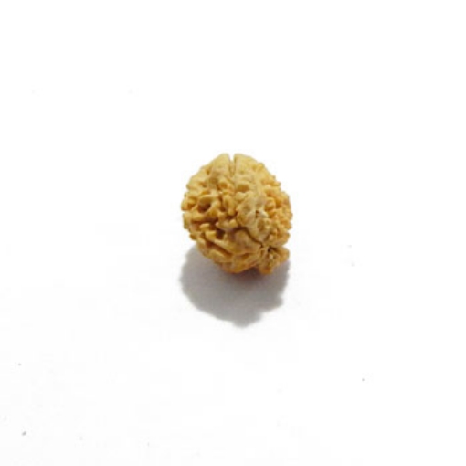 Ganesh Rudraksha