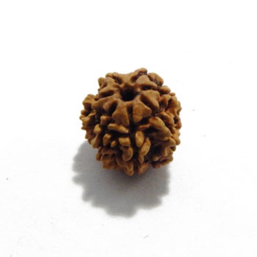 Seven Mukhi (Face) Rudraksha