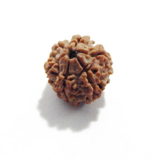 Seven Mukhi (Face) Rudraksha