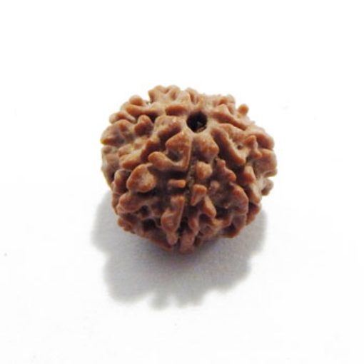 Seven Mukhi (Face) Rudraksha