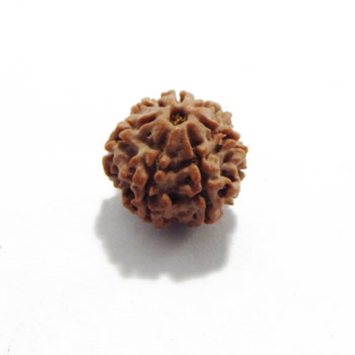 Seven Mukhi (Face) Rudraksha