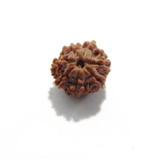 Seven Mukhi (Face) Rudraksha