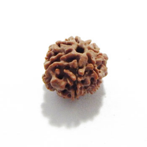 Seven Mukhi (Face) Rudraksha