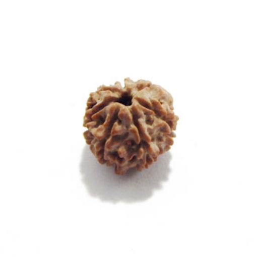 Seven Mukhi (Face) Rudraksha