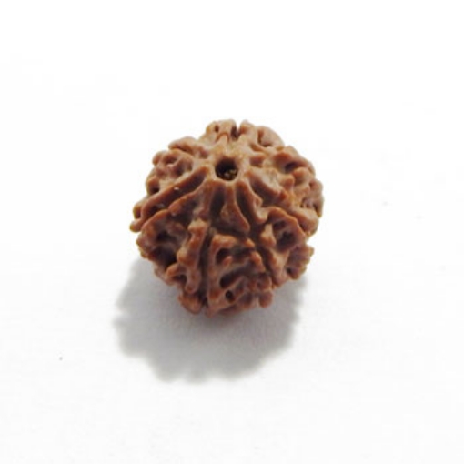 Seven Mukhi (Face) Rudraksha