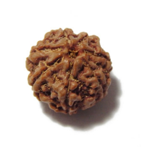 Seven Mukhi (Face) Rudraksha