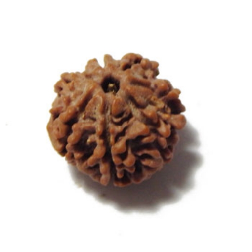 Seven Mukhi (Face) Rudraksha