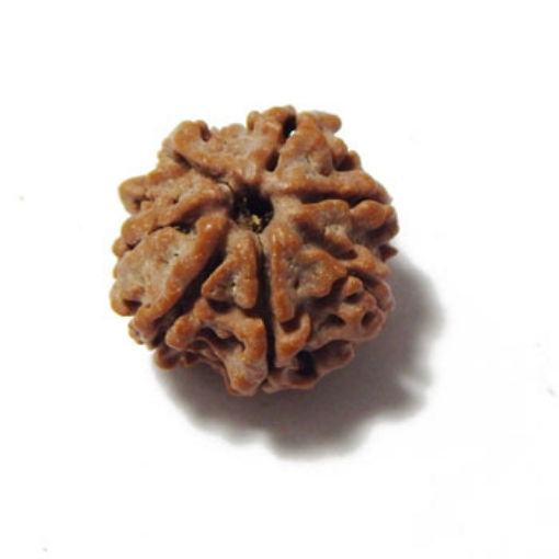 Seven Mukhi (Face) Rudraksha