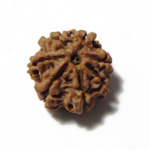 Seven Mukhi (Face) Rudraksha