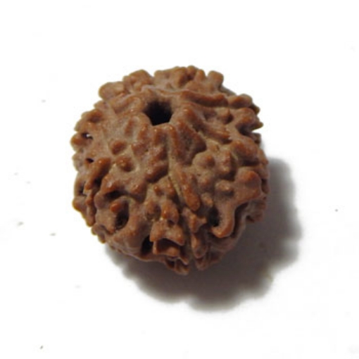 Seven Mukhi (Face) Rudraksha