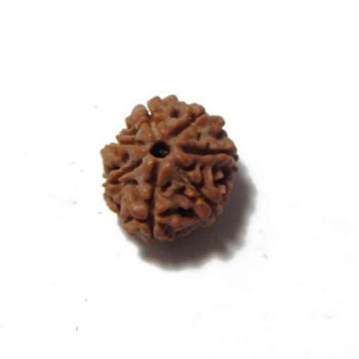 Seven Mukhi (Face) Rudraksha