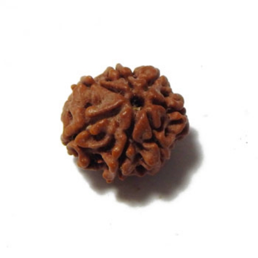 Seven Mukhi (Face) Rudraksha