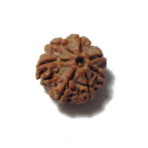 Seven Mukhi (Face) Rudraksha