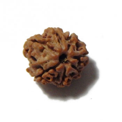 Seven Mukhi (Face) Rudraksha