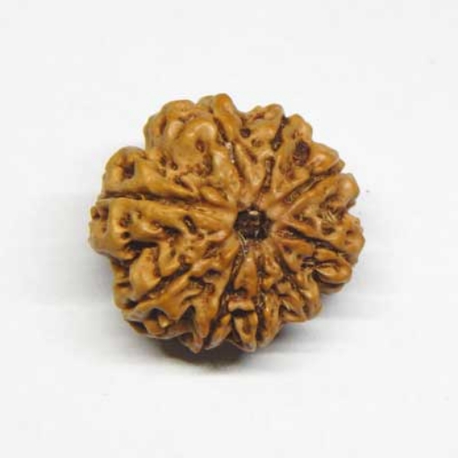 Nine Face Rudraksha