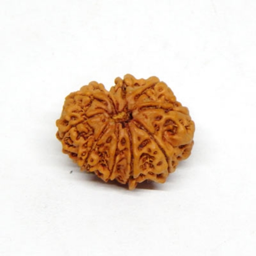 Ten Face Rudraksha