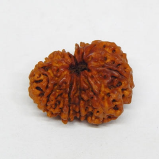 Ten Face Rudraksha