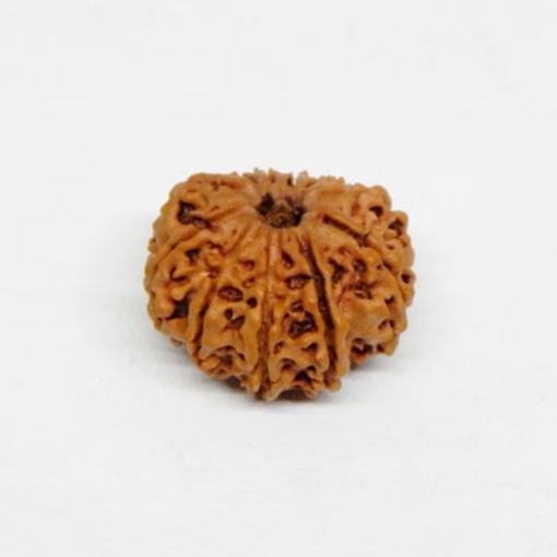 Eleven Face Rudraksha