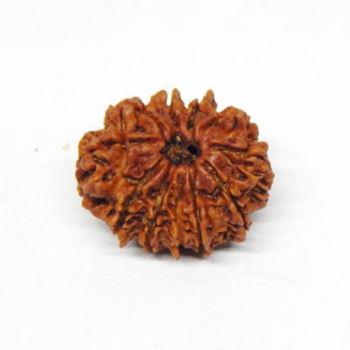 Eleven Face Rudraksha