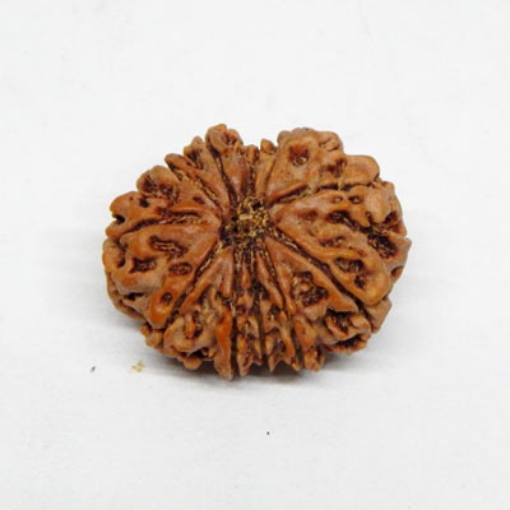 Eleven Face Rudraksha