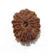 fourteen mukhi nepali rudraksha