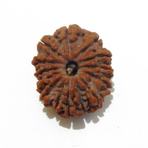 fourteen mukhi nepali rudraksha