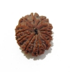 fourteen mukhi nepali rudraksha