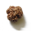 Three Face Napali Rudraksha