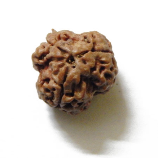 Three Face Napali Rudraksha