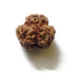 Three Face Napali Rudraksha